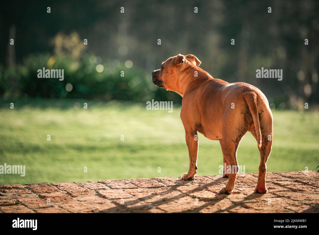 Una vista posteriore di un cane marrone su uno sfondo verde sfocato con spazio per il testo Foto Stock