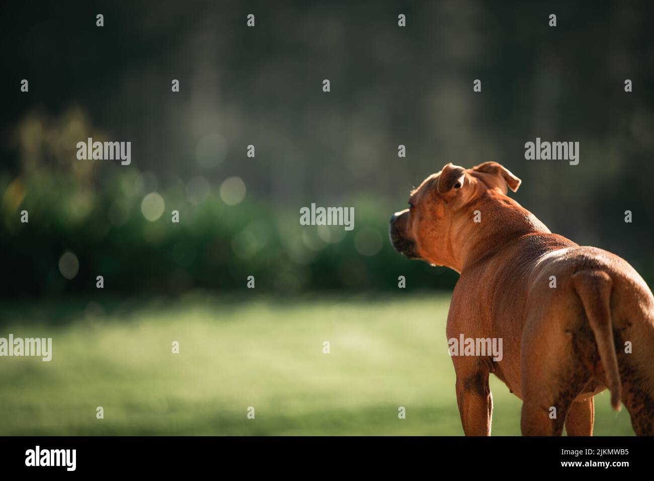 Una vista posteriore di un cane marrone su uno sfondo verde sfocato con spazio per il testo Foto Stock