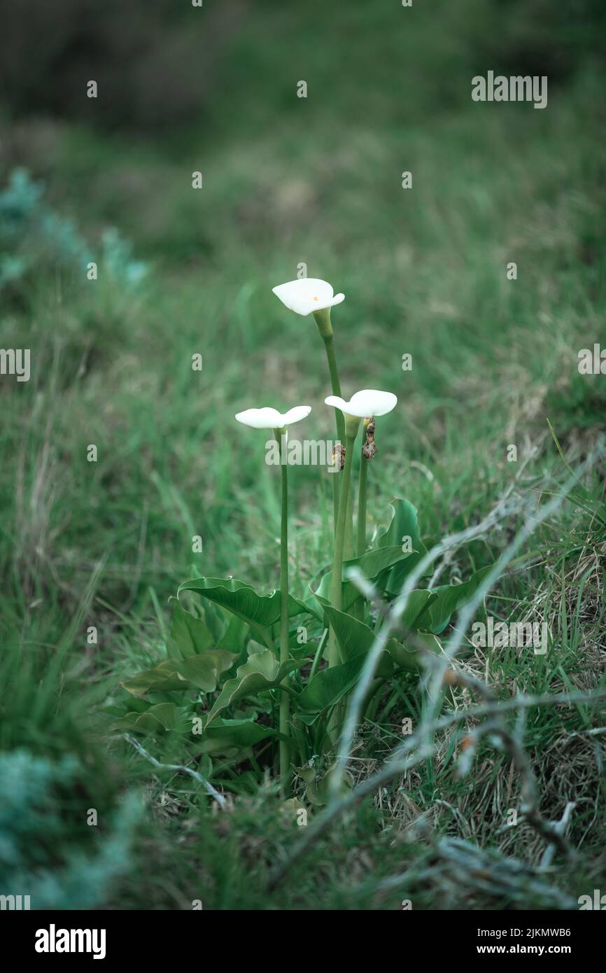 Un colpo verticale di piccoli fiori bianchi su un prato verde Foto Stock