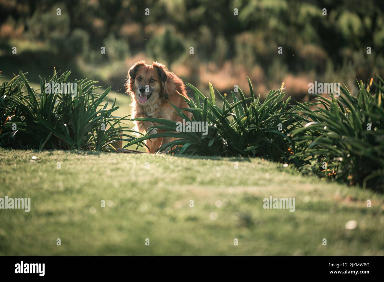 Un cane bruno carino su un prato erboso assolato Foto Stock