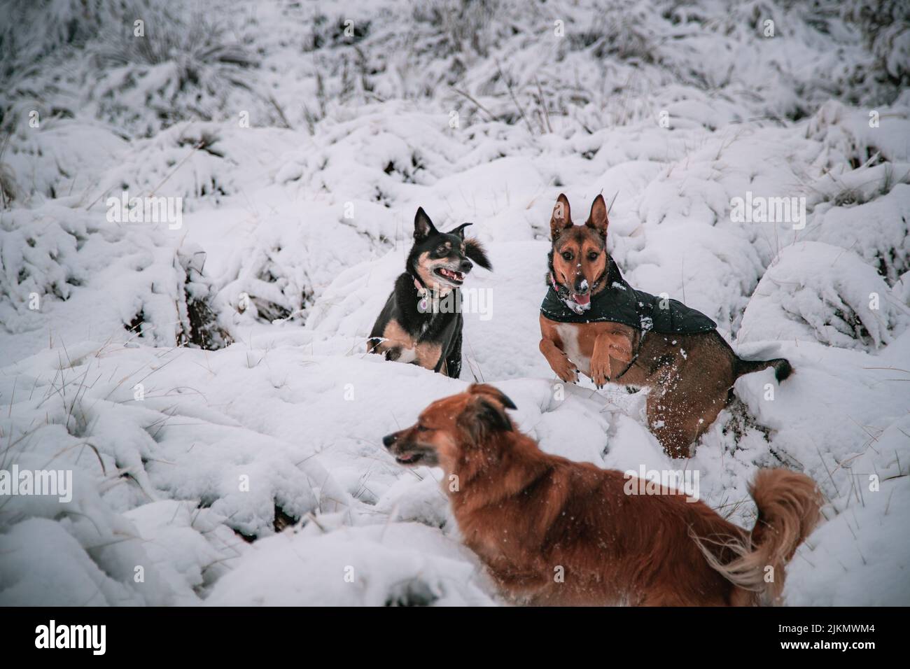 Una bella foto di due pastori lapponi e di un cane Harzer Fuchs sulla neve in una giornata invernale Foto Stock