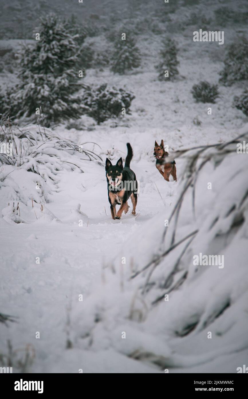 Un bellissimo scatto di un kelpie australiano e di un cane pastore tedesco che corrono su un terreno di neve bianca Foto Stock