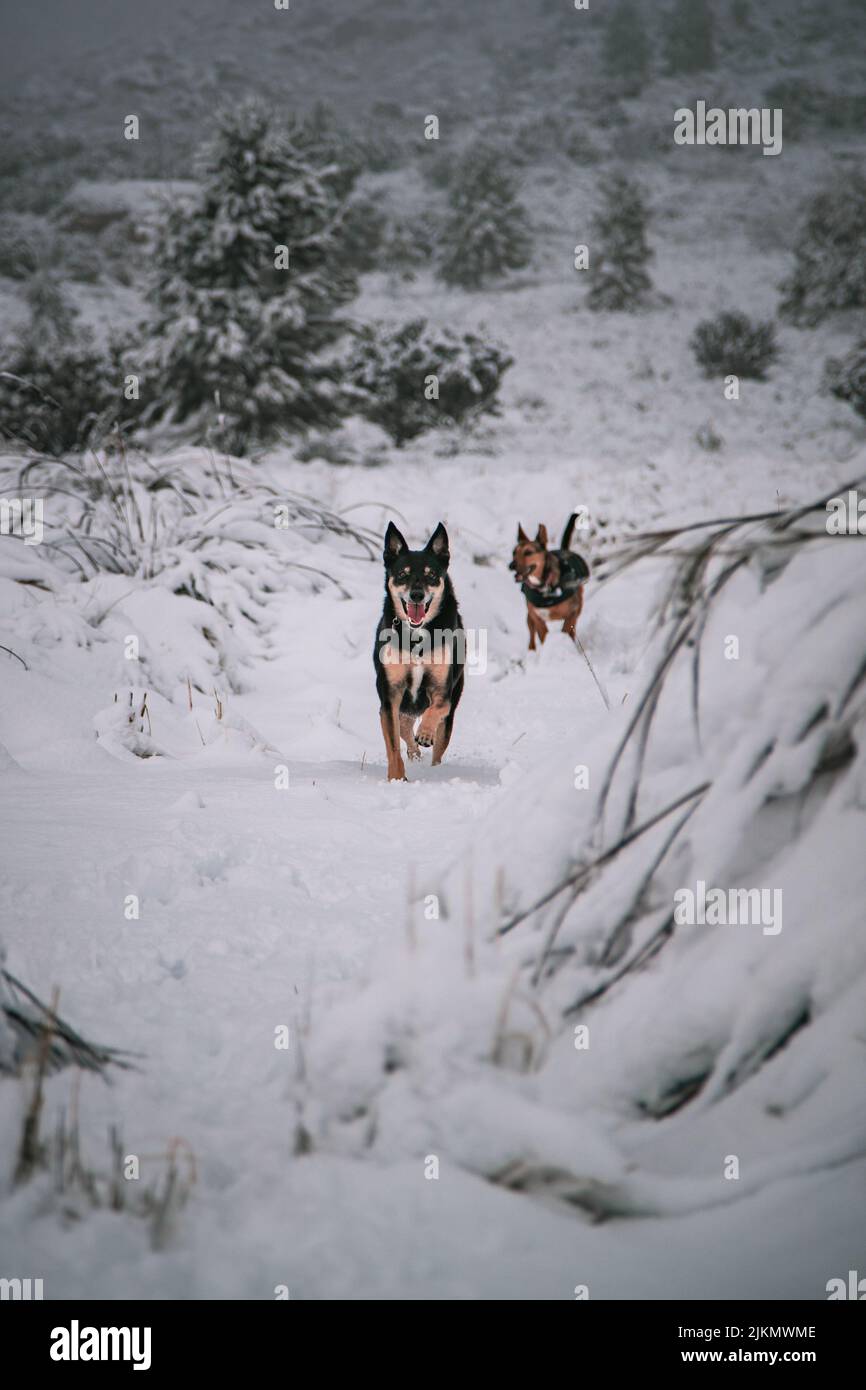 Un bel colpo di un cane da pastore lappone che corre e sale su neve a Matroosberg, Sudafrica Foto Stock