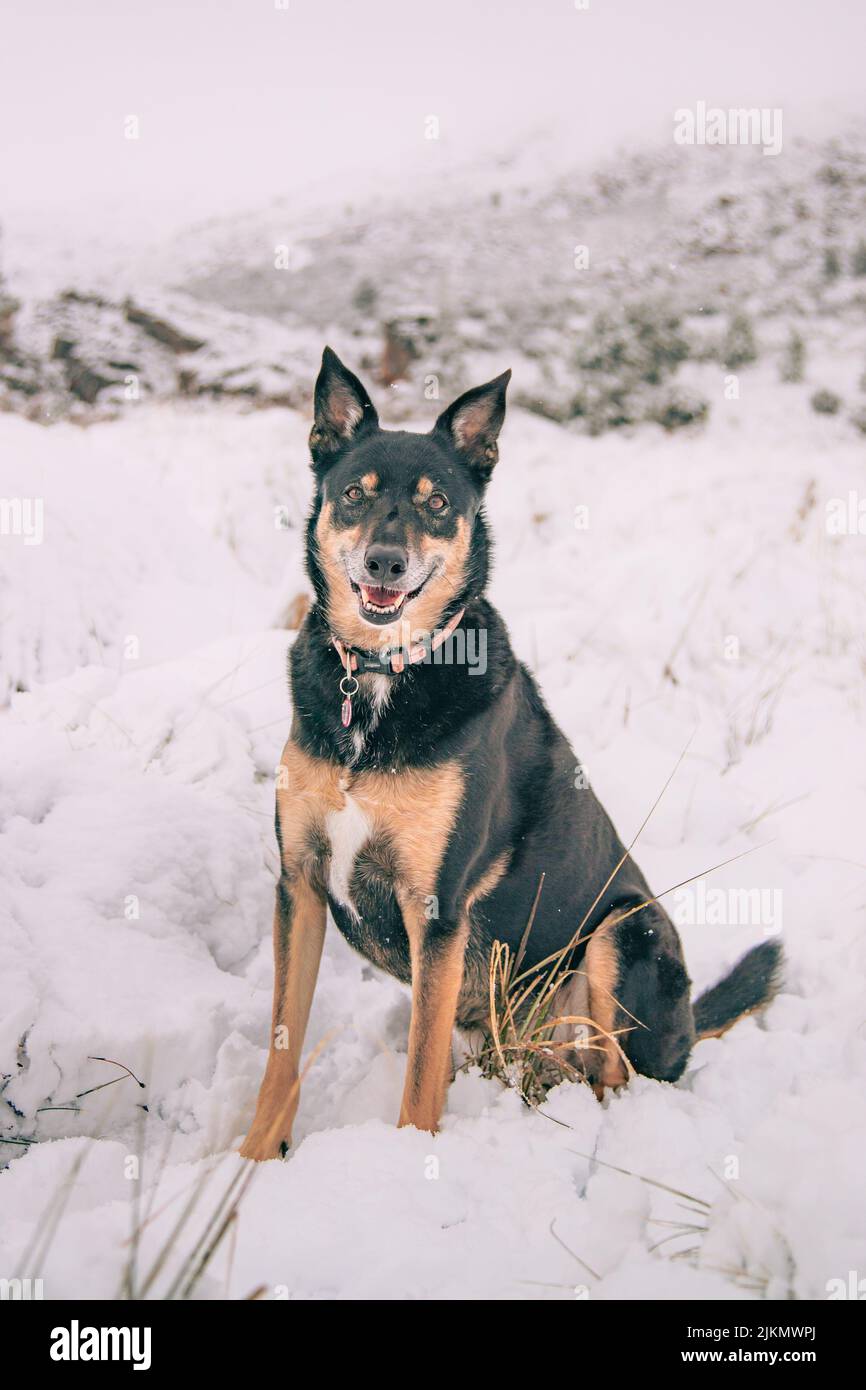 Un bellissimo scatto di un cane Kelpie australiano seduto su un terreno innevato bianco in una giornata invernale Foto Stock