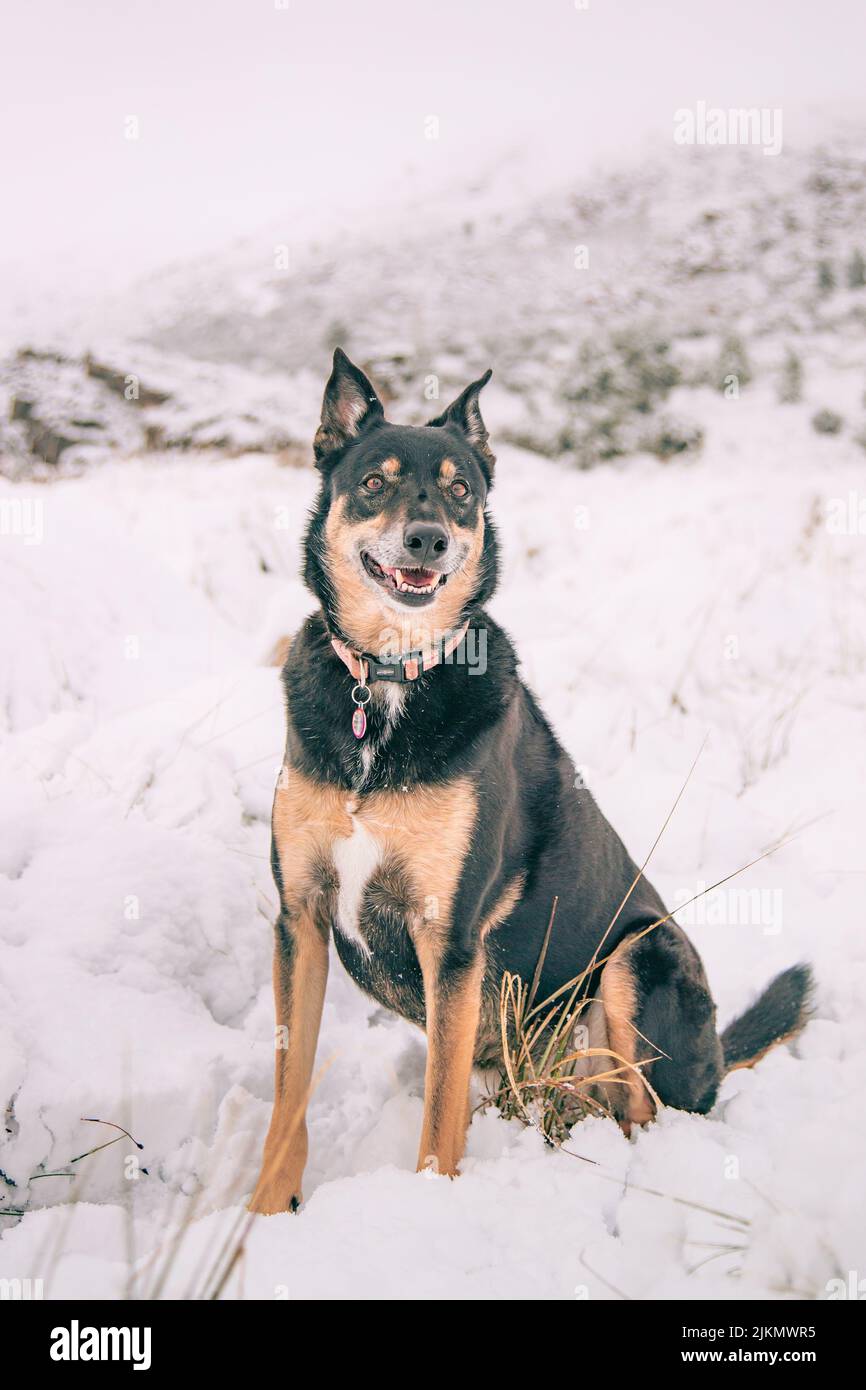 Un bellissimo scatto di un cane Kelpie australiano seduto su un terreno innevato bianco in una giornata invernale Foto Stock