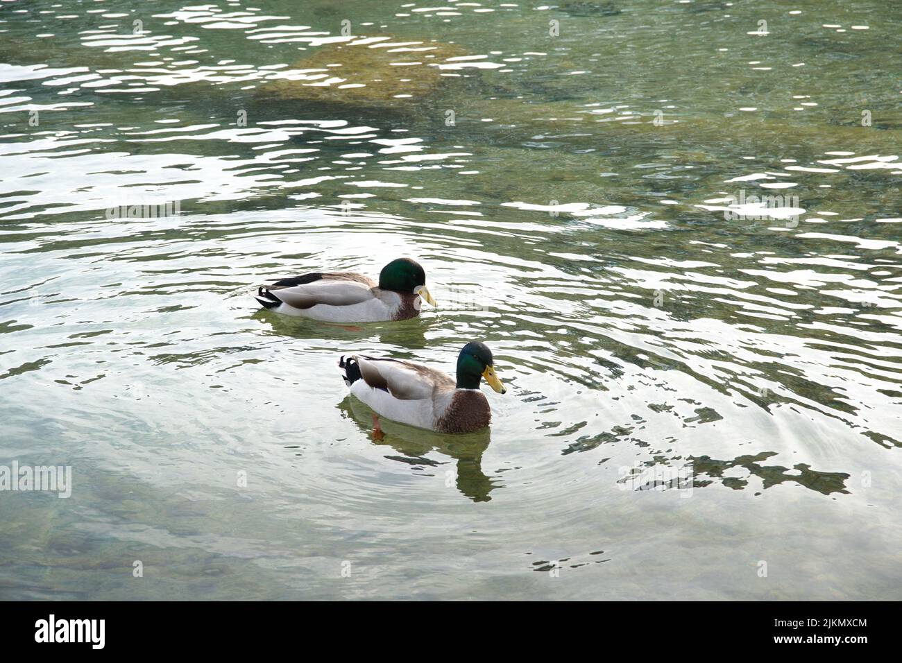 Le amabili anatre domestiche che nuotano in stagno Foto Stock