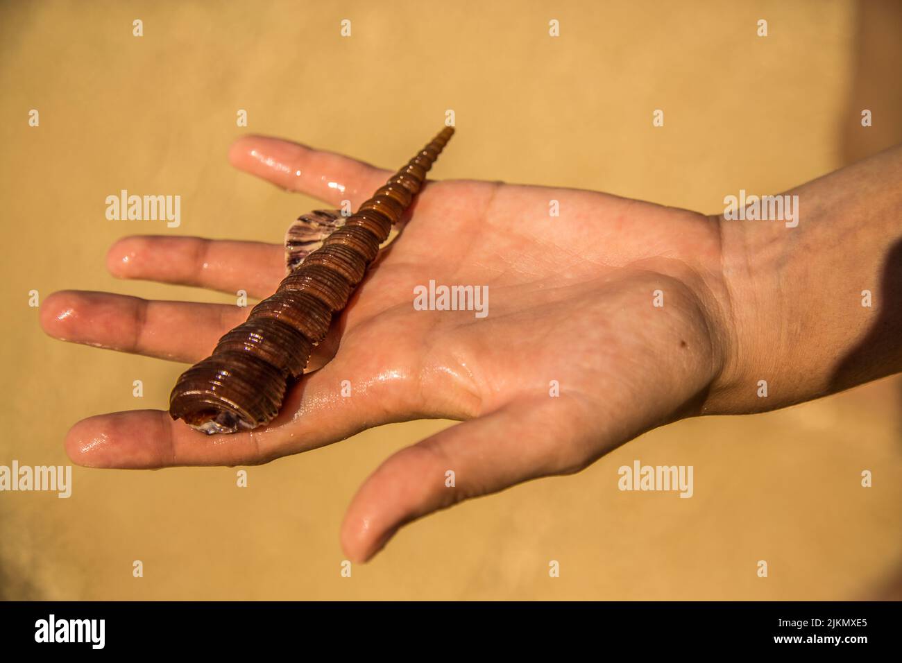 Un primo piano di una conchiglia in mano Foto Stock Un primo piano di una conchiglia in mano Foto Stock