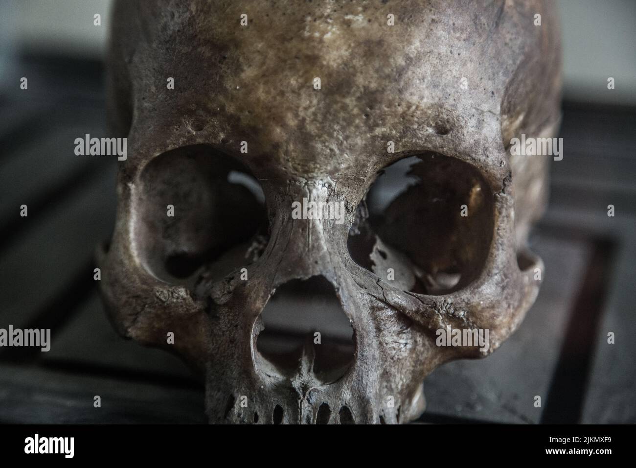 Primo piano di una gabbiano umana su una superficie nera Foto Stock