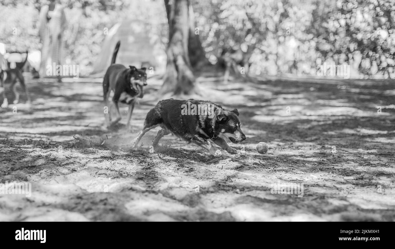 Un colpo in scala di grigi di cani carini che giocano nel parco Foto Stock