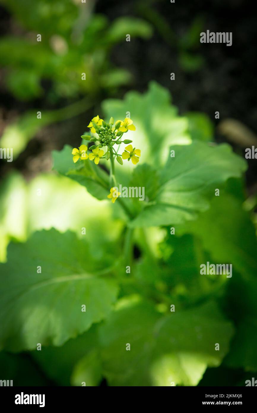 Primo piano di fiori di cavolo cinese in fiore nel campo Foto Stock