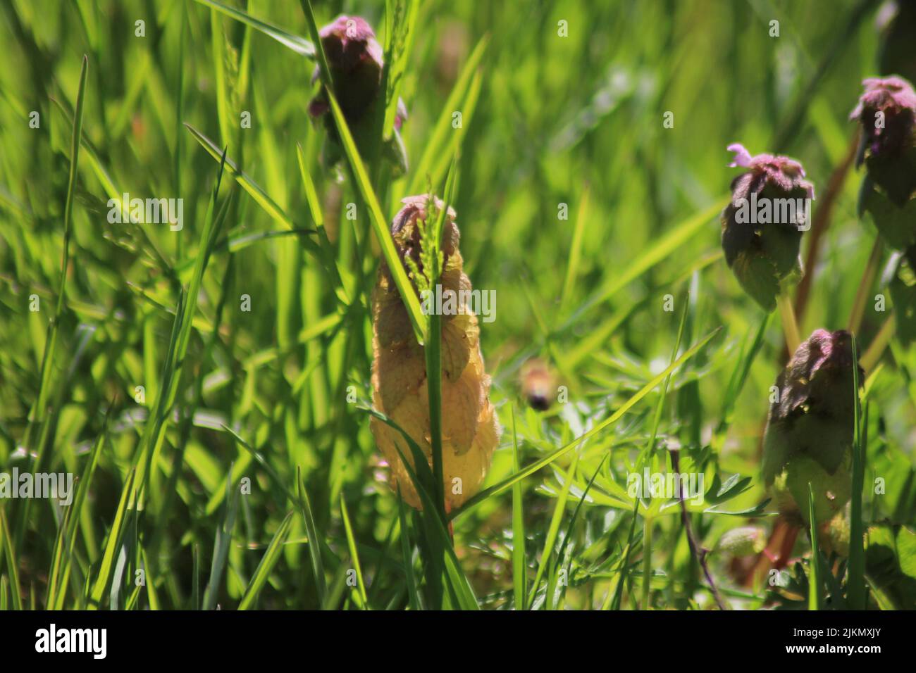 Un primo piano del prato fiorito con erba alta in primavera durante una mattinata di sole Foto Stock