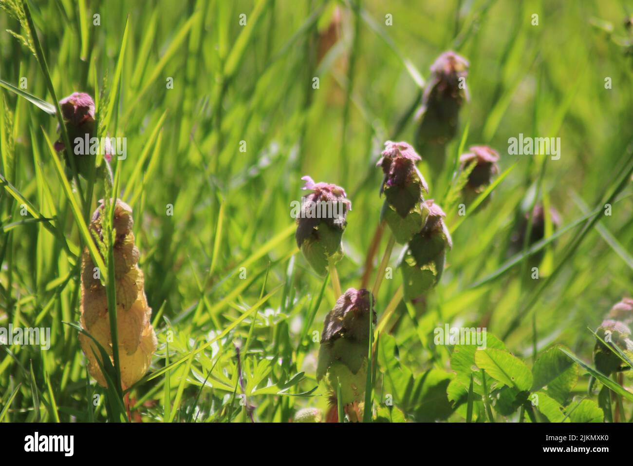 Un primo piano del prato fiorito con erba alta in primavera durante una mattinata di sole Foto Stock