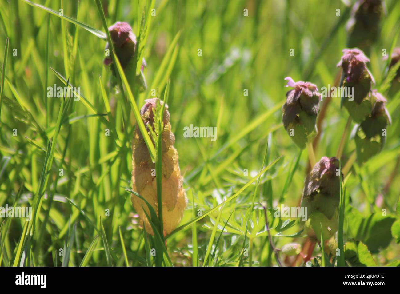 Un primo piano del prato fiorito con erba alta in primavera durante una mattinata di sole Foto Stock