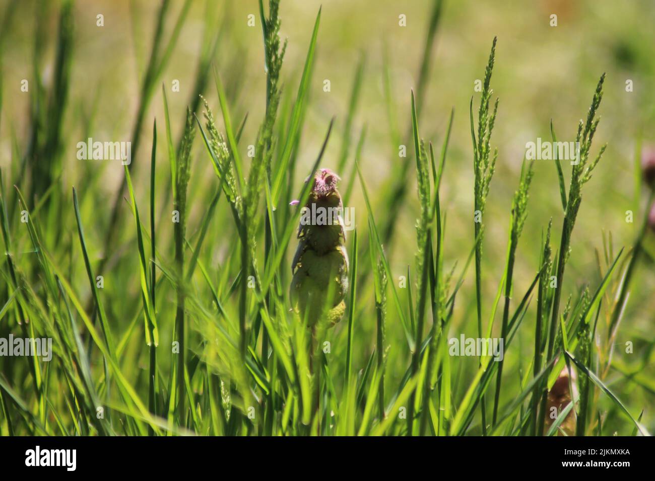 Un primo piano del prato fiorito con erba alta in primavera durante una mattinata di sole Foto Stock