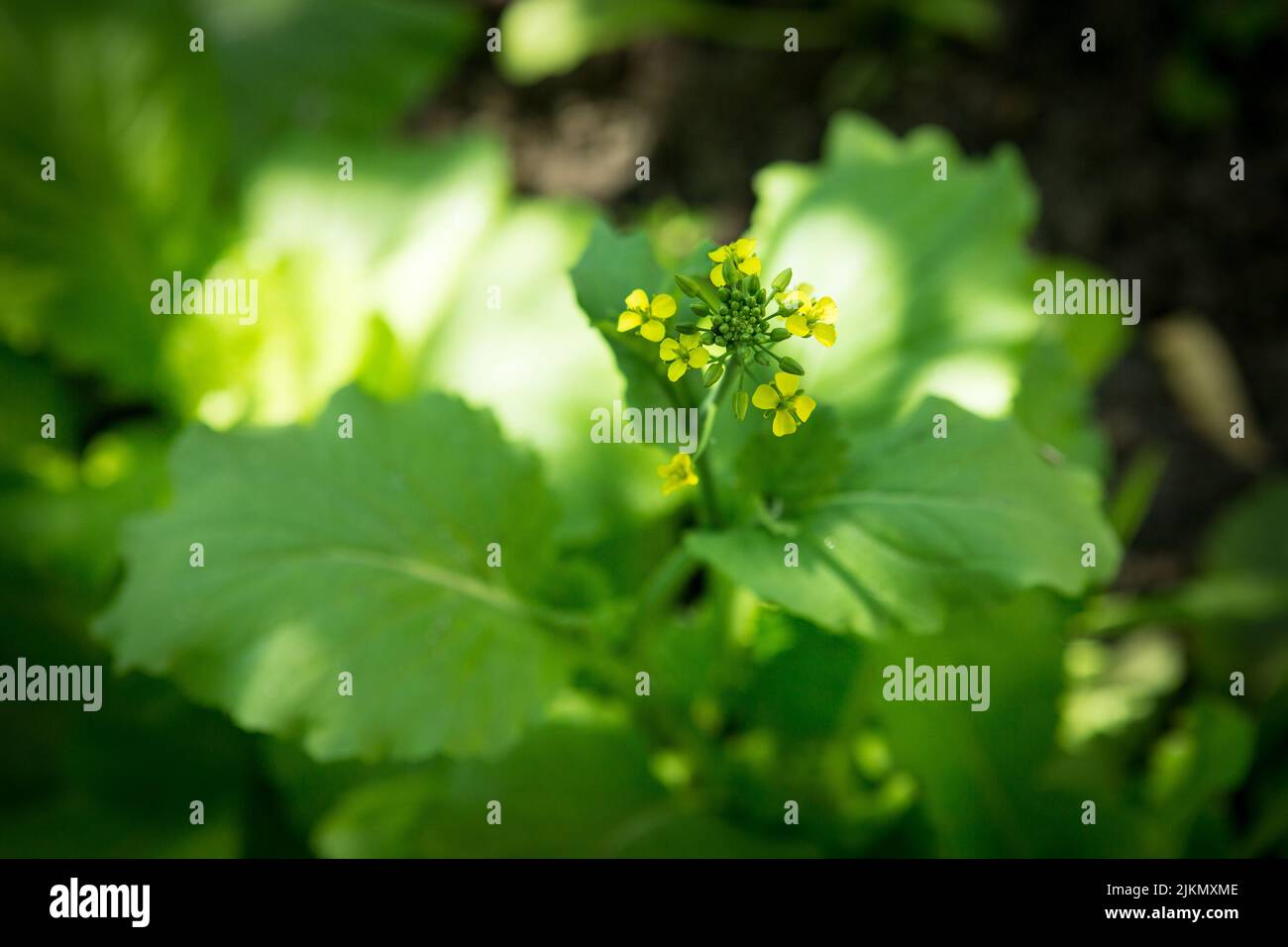 Primo piano di fiori di cavolo cinese in fiore nel campo Foto Stock