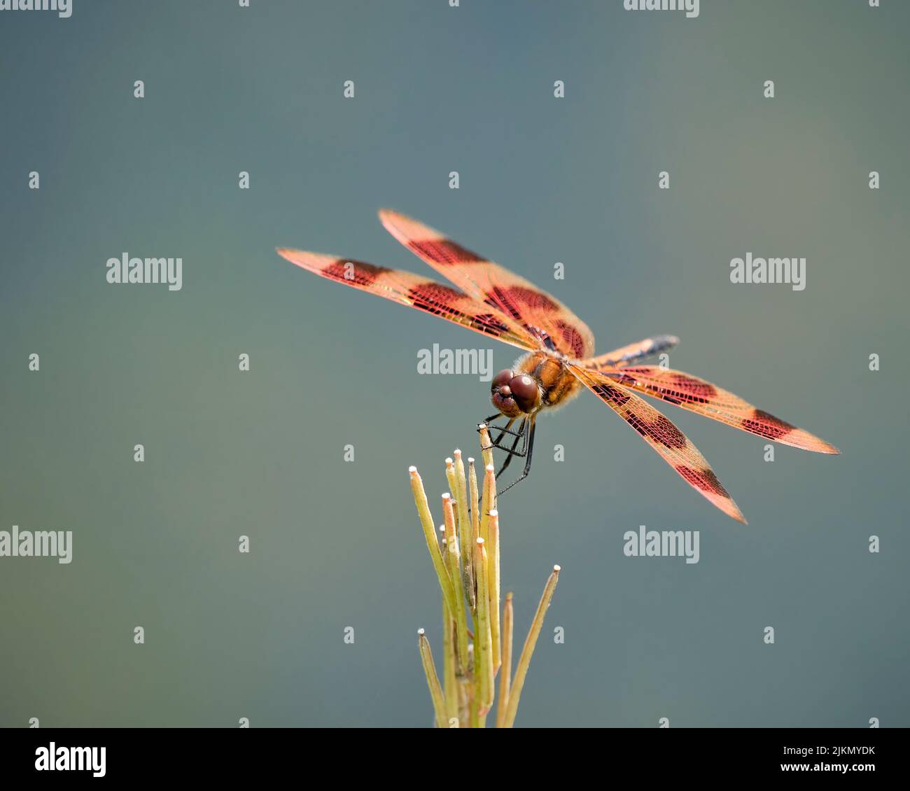 Un primo piano di una dragonfly con ali a strisce rosse mentre si appende su un gambo di pianta verde in una riva del fiume Foto Stock