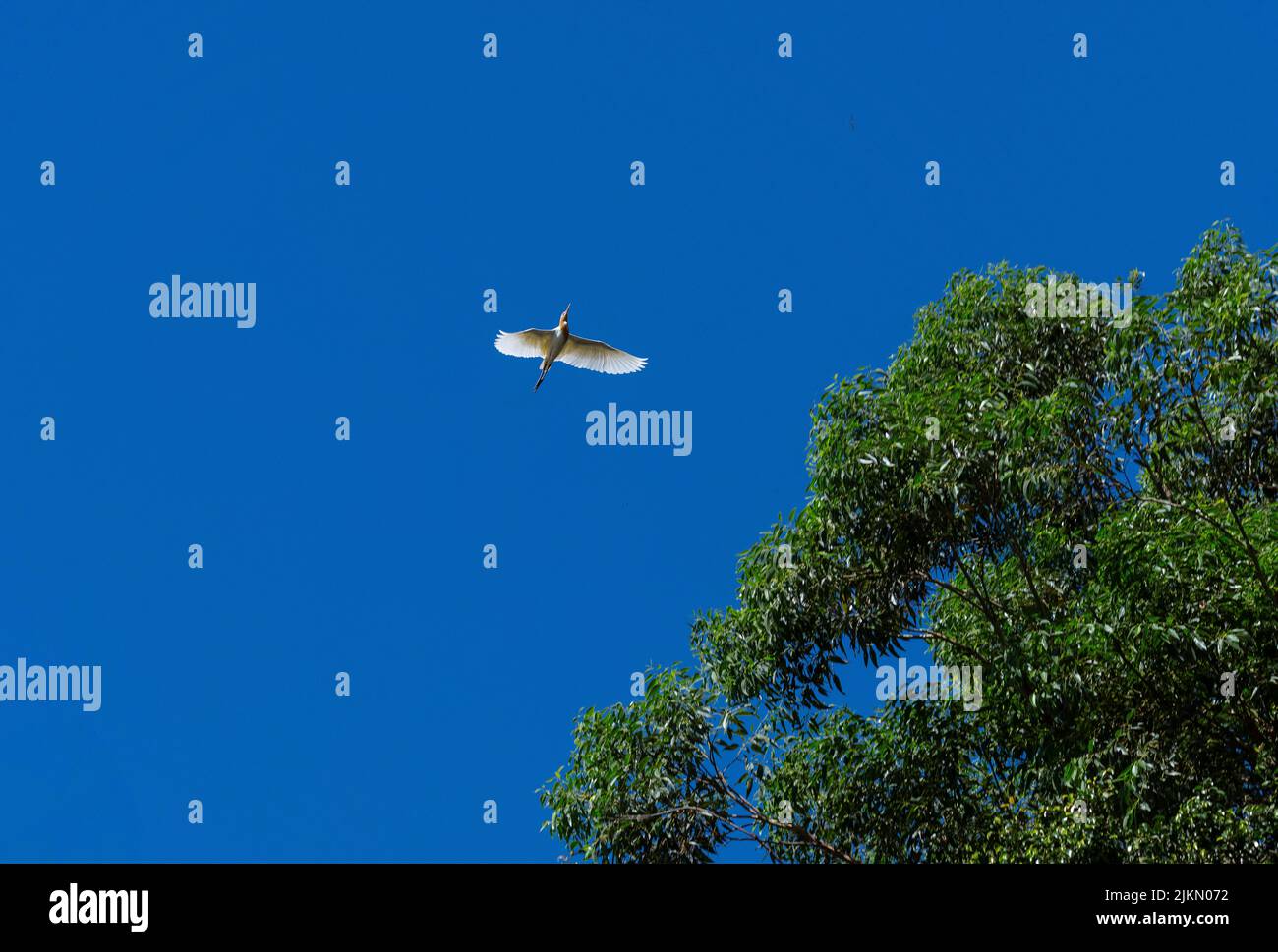 Un allevamento di bestiame (Bubulcus ibis) in volo a Sydney, NSW, Australia (foto di Tara Chand Malhotra) Foto Stock