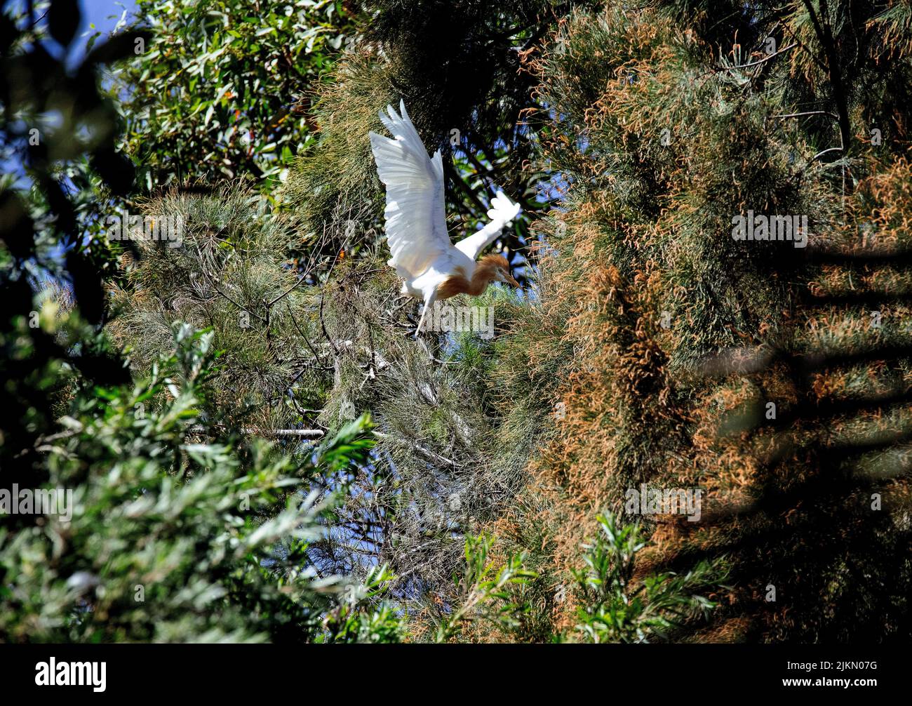 Un allevamento di bovini (Bubulcus ibis) che si aggirano su un albero a Sydney, NSW, Australia (foto di Tara Chand Malhotra) Foto Stock