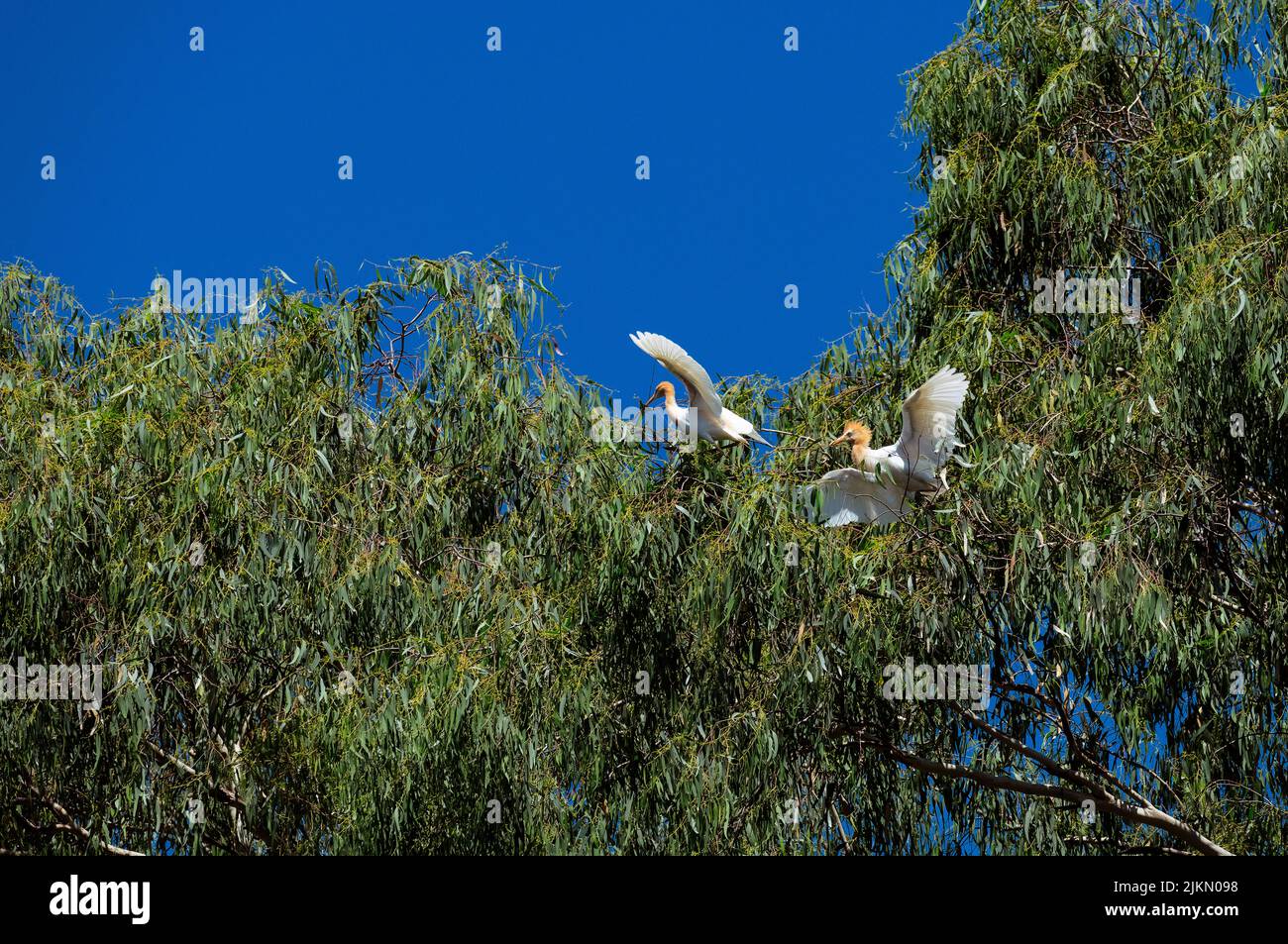 Un paio di allevamenti di bestiame (Bubulcus ibis) che raccolgono materiale di nidificazione a Sydney, NSW, Australia (foto di Tara Chand Malhotra) Foto Stock