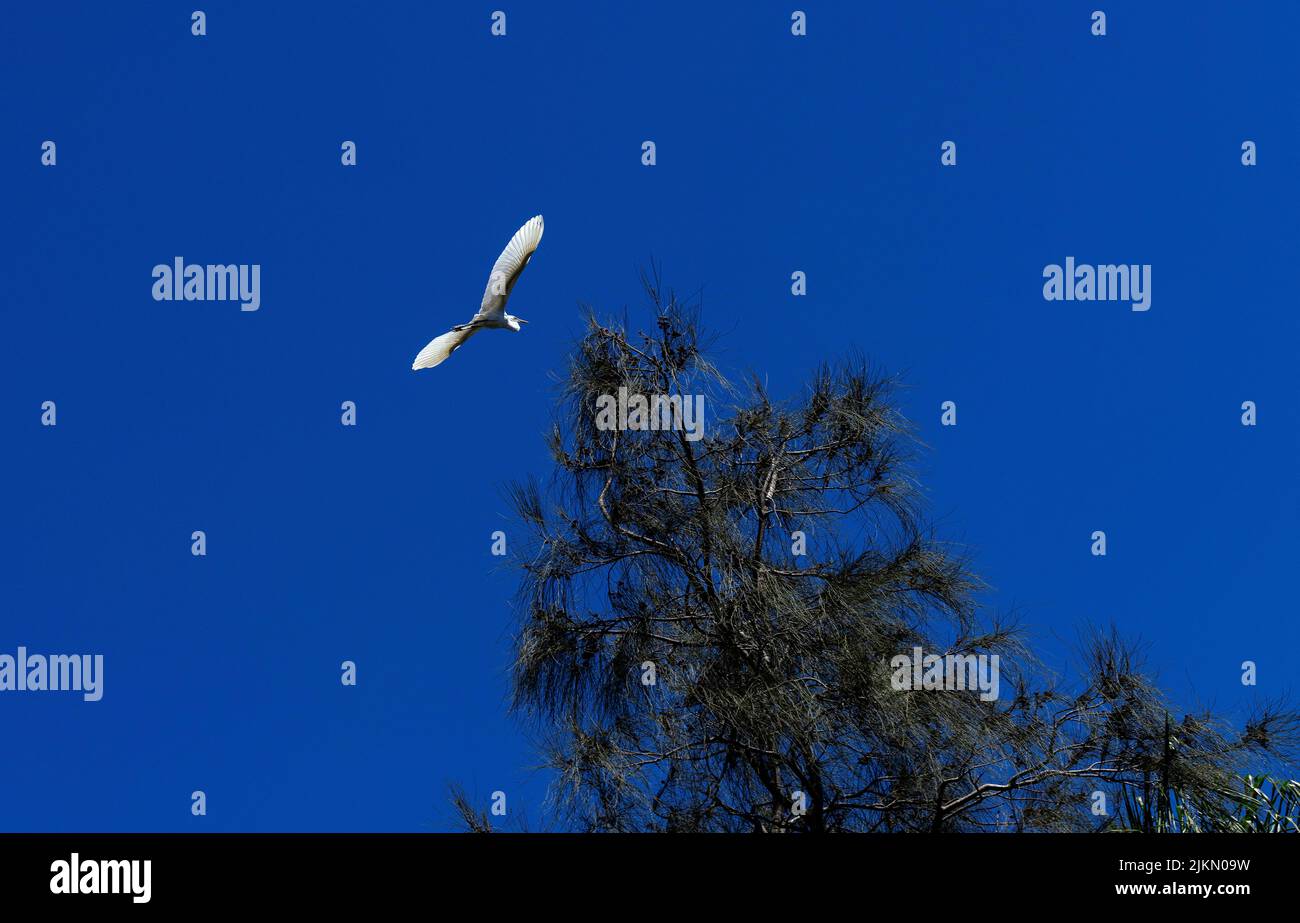 Un allevamento di bestiame (Bubulcus ibis) in volo a Sydney, NSW, Australia (foto di Tara Chand Malhotra) Foto Stock