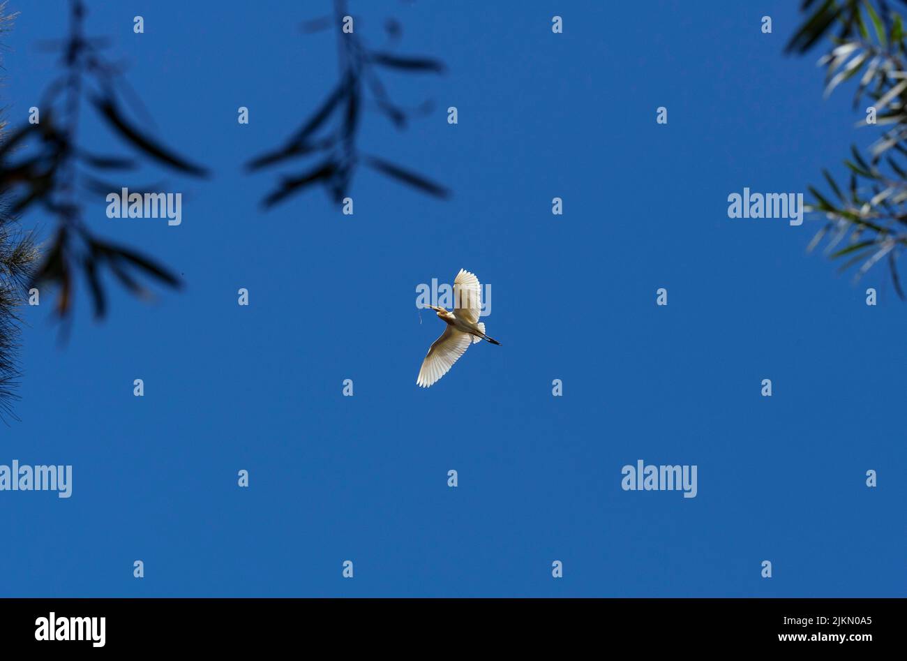 Un allevamento di bestiame (Bubulcus ibis) che raccoglie materiale di nidificazione a Sydney, NSW, Australia (foto di Tara Chand Malhotra) Foto Stock