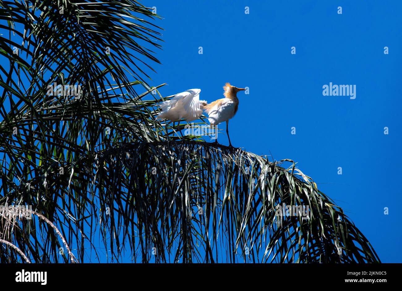 Un allevamento di bestiame (Bubulcus ibis) e un allevamento arroccato su un albero a Sydney, NSW, Australia (foto di Tara Chand Malhotra) Foto Stock
