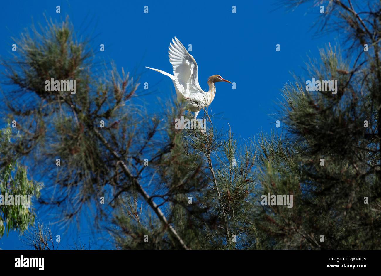 Un allevamento di bovini (Bubulcus ibis) che si aggirano su un albero a Sydney, NSW, Australia (foto di Tara Chand Malhotra) Foto Stock