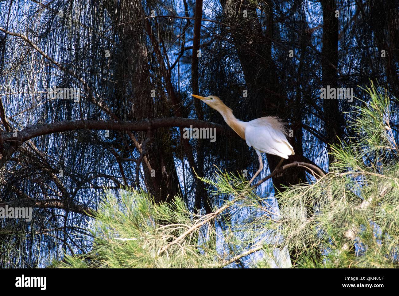 Un allevamento di bovini (Bubulcus ibis) che si aggirano su un albero a Sydney, NSW, Australia (foto di Tara Chand Malhotra) Foto Stock