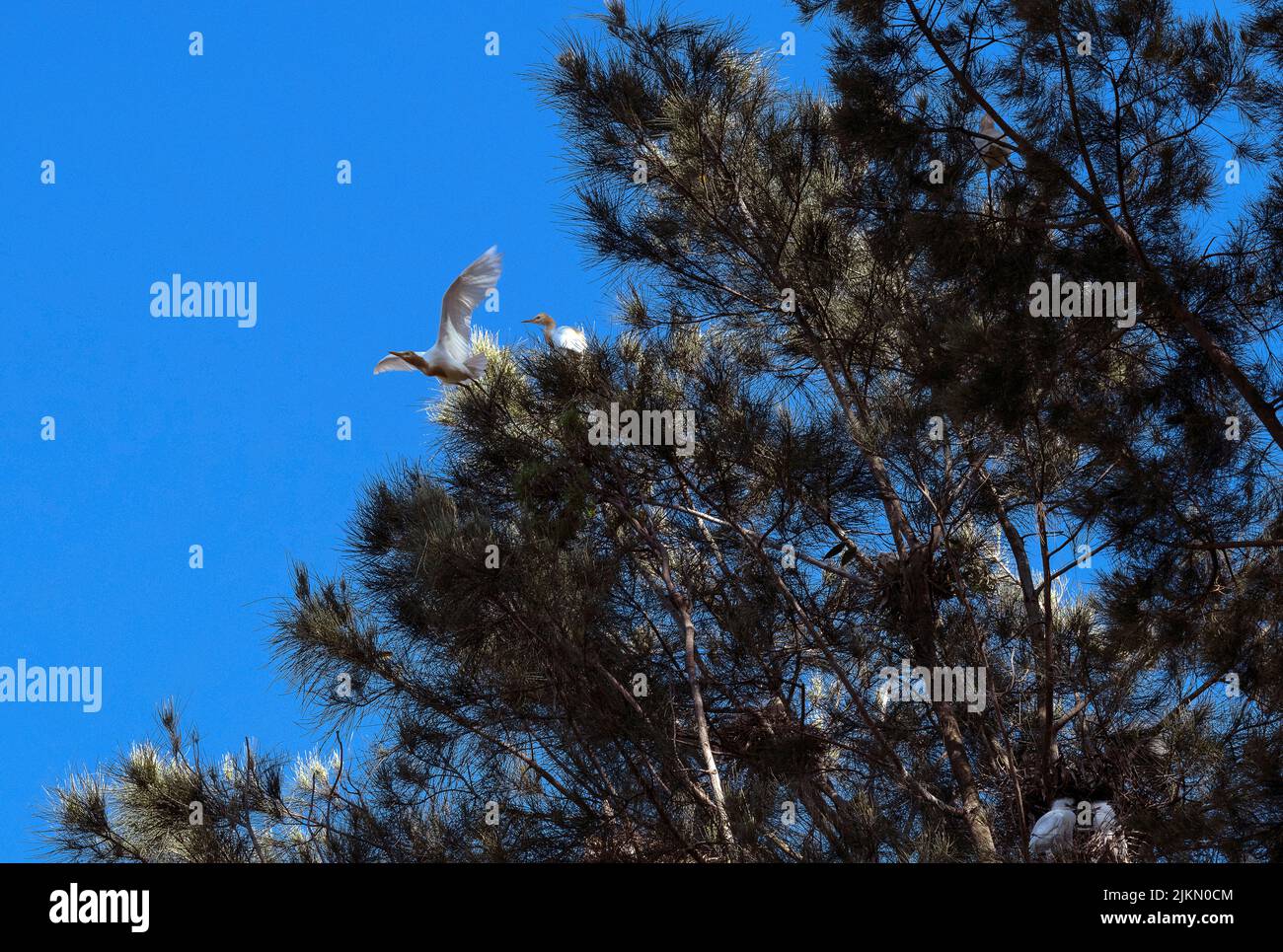 Due allevamenti di bestiame (Bubulcus ibis) su un albero a Sydney, NSW, Australia (foto di Tara Chand Malhotra) Foto Stock
