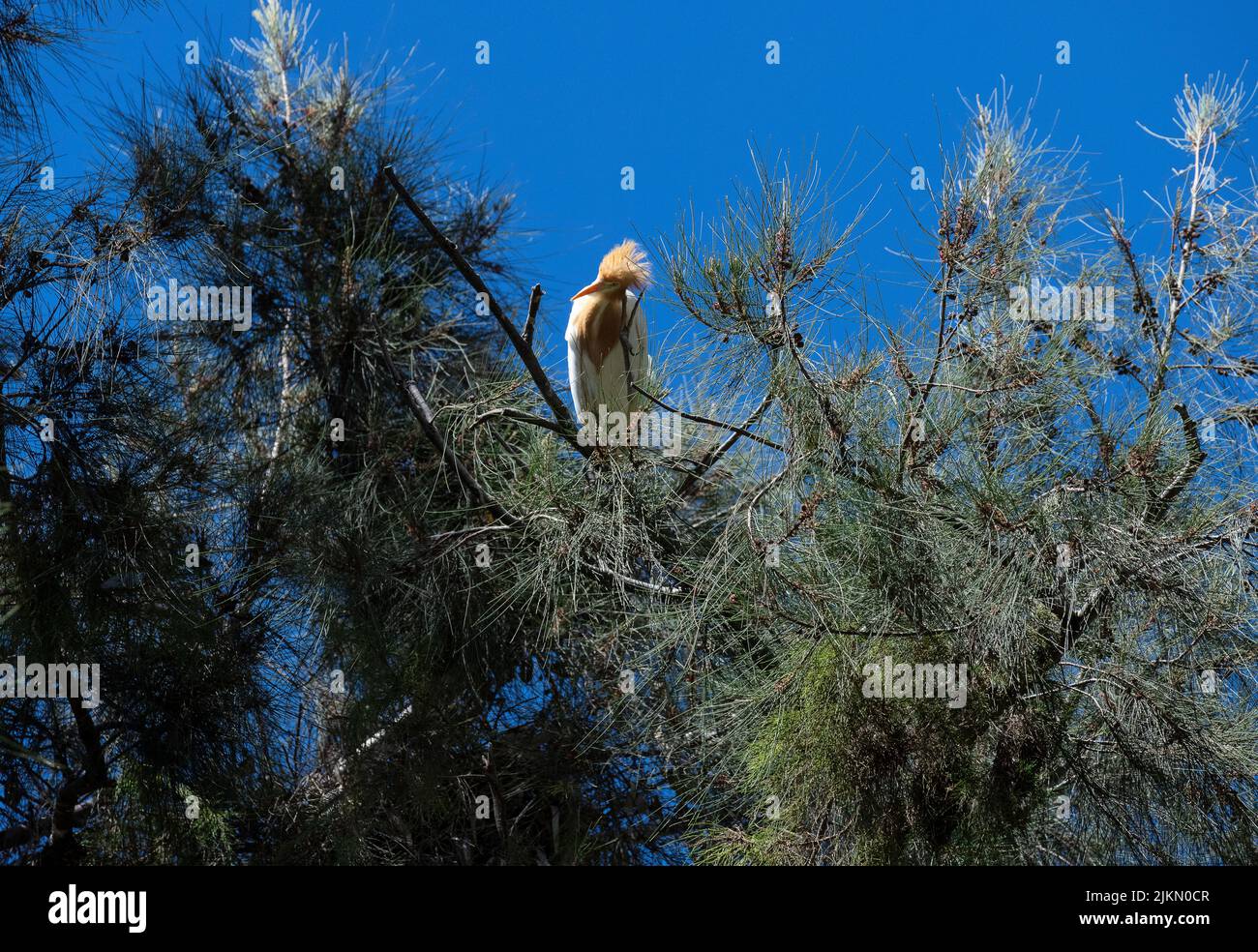 Un allevamento di bovini (Bubulcus ibis) che si aggirano su un albero a Sydney, NSW, Australia (foto di Tara Chand Malhotra) Foto Stock