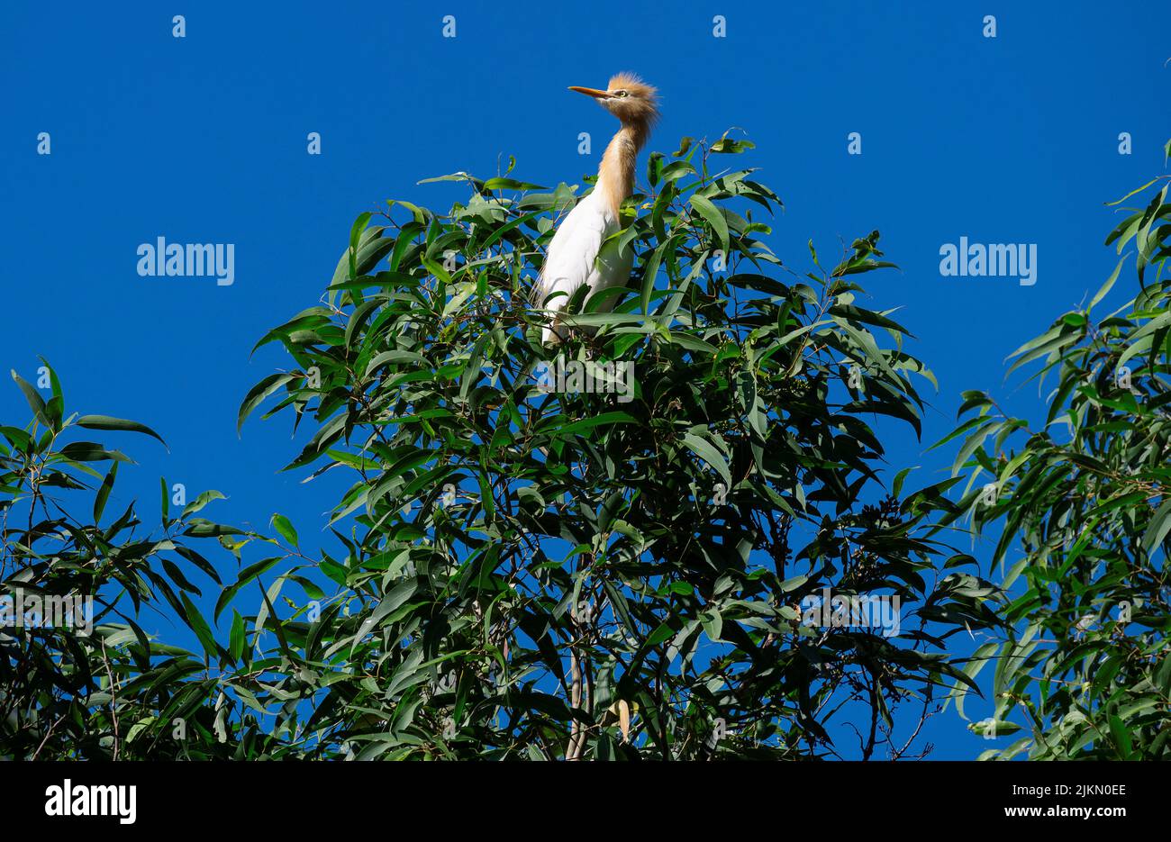 Un allevamento di bestiame (Bubulcus ibis) arroccato su un albero a Sydney, NSW, Australia (foto di Tara Chand Malhotra) Foto Stock