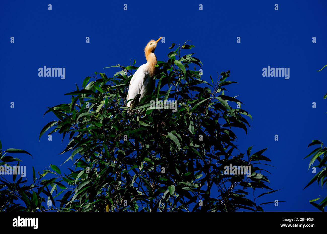 Un allevamento di bestiame (Bubulcus ibis) arroccato su un albero a Sydney, NSW, Australia (foto di Tara Chand Malhotra) Foto Stock