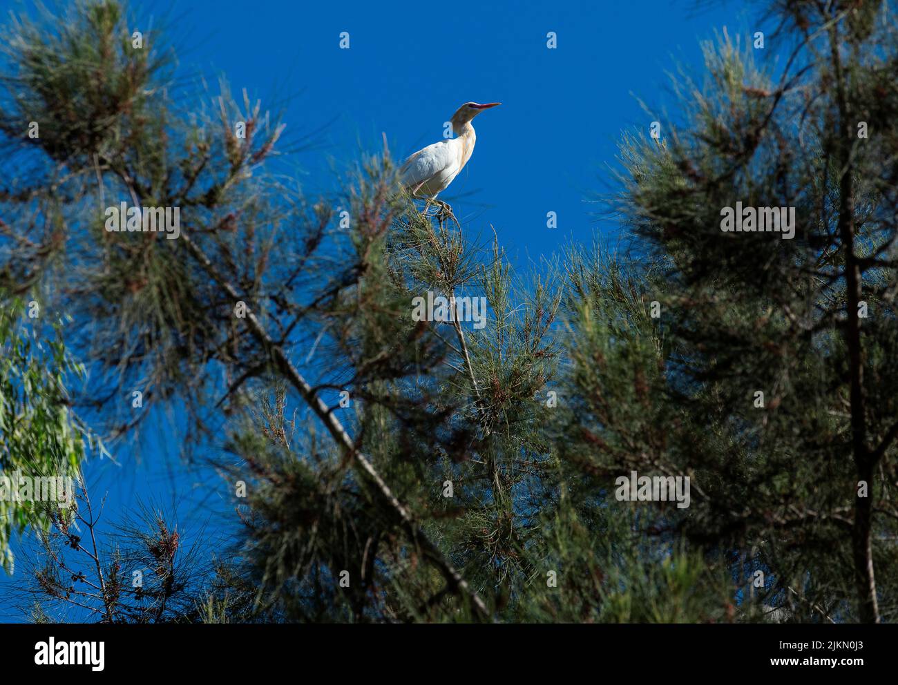 Un allevamento di bovini (Bubulcus ibis) che si aggirano su un albero a Sydney, NSW, Australia (foto di Tara Chand Malhotra) Foto Stock