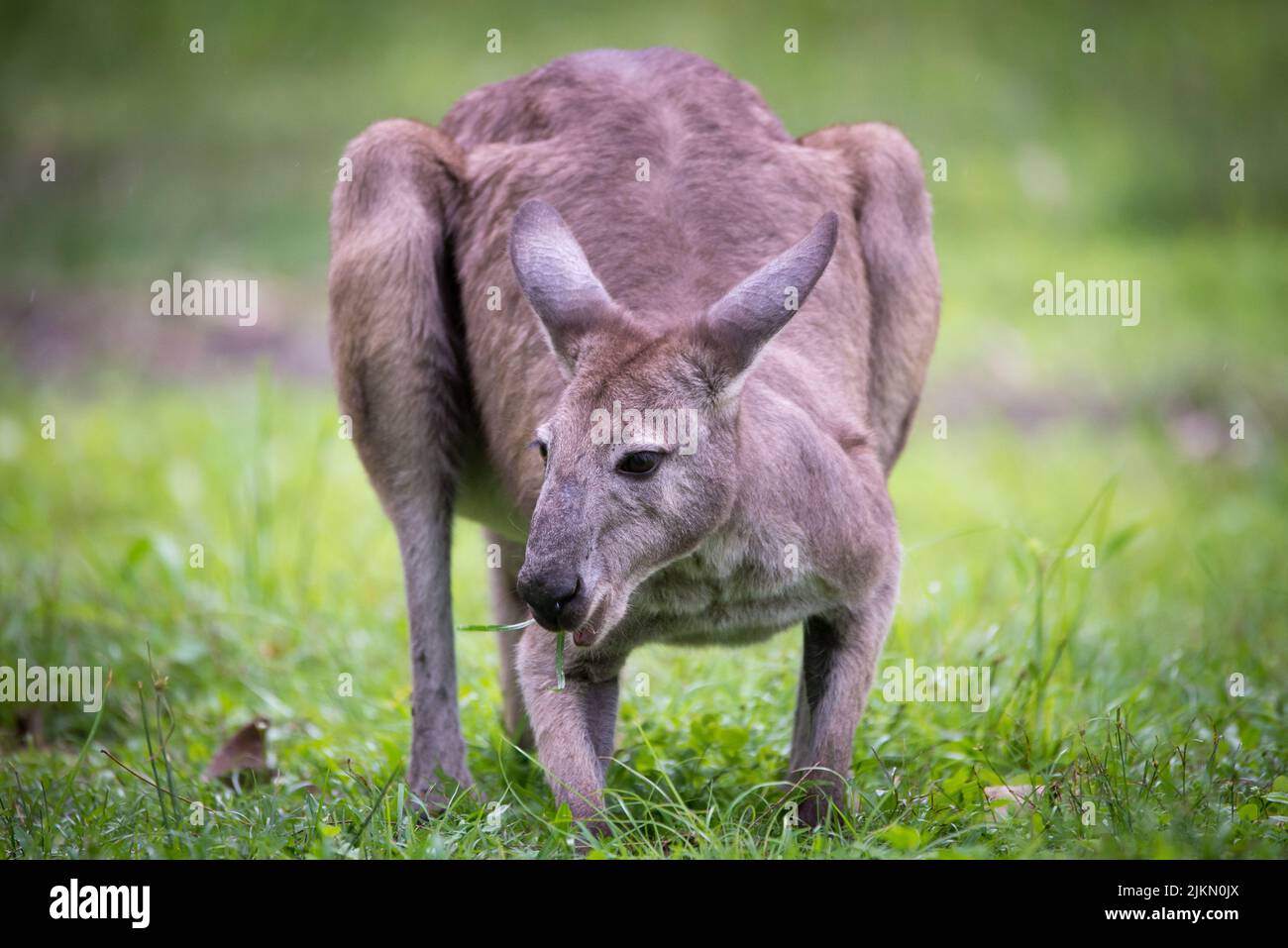 Canguro grigio orientale che mastica tranquillamente sull'erba, costa dell'oro, Australia Foto Stock
