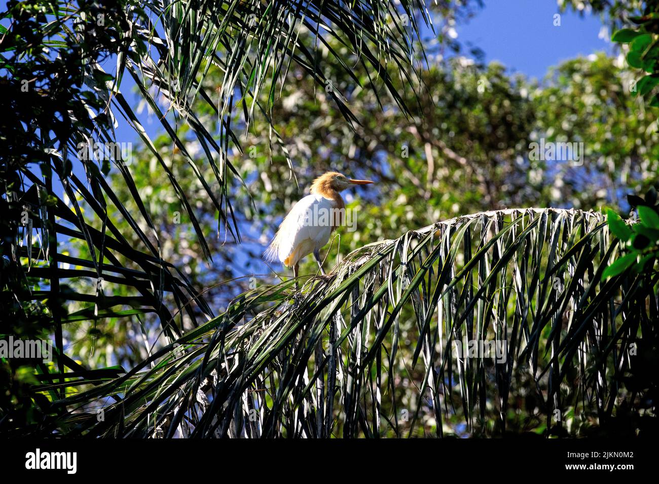 Un allevamento di bovini (Bubulcus ibis) che si aggirano su un albero a Sydney, NSW, Australia (foto di Tara Chand Malhotra) Foto Stock