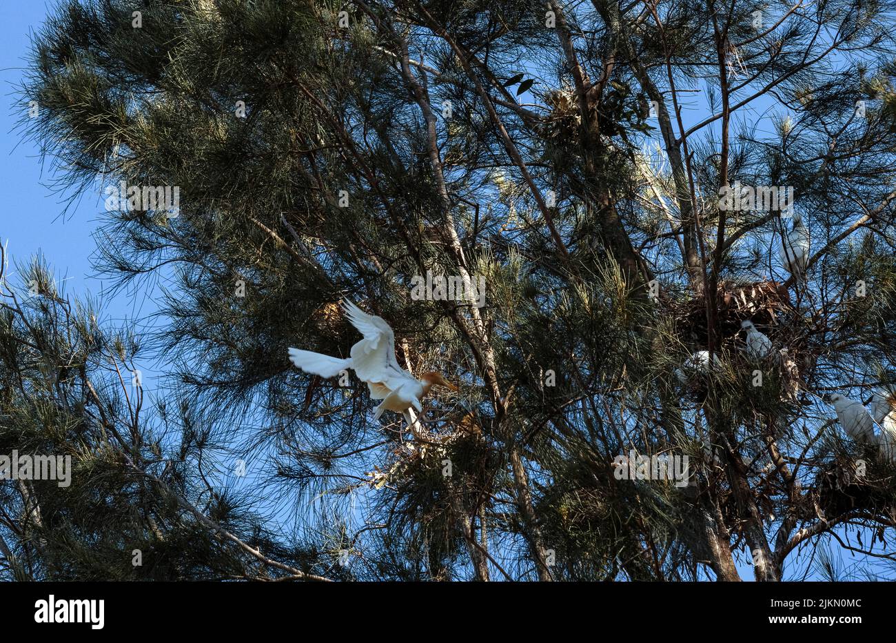 Un allevamento di bovini (Bubulcus ibis) che si aggirano su un albero a Sydney, NSW, Australia (foto di Tara Chand Malhotra) Foto Stock