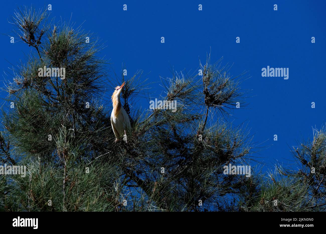 Un allevamento di bovini (Bubulcus ibis) che si aggirano su un albero a Sydney, NSW, Australia (foto di Tara Chand Malhotra) Foto Stock