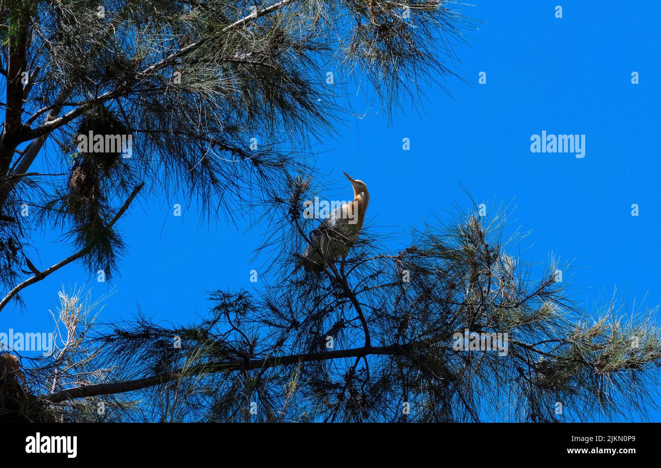 Un allevamento di bestiame (Bubulcus ibis) arroccato su un albero a Sydney, NSW, Australia (foto di Tara Chand Malhotra) Foto Stock