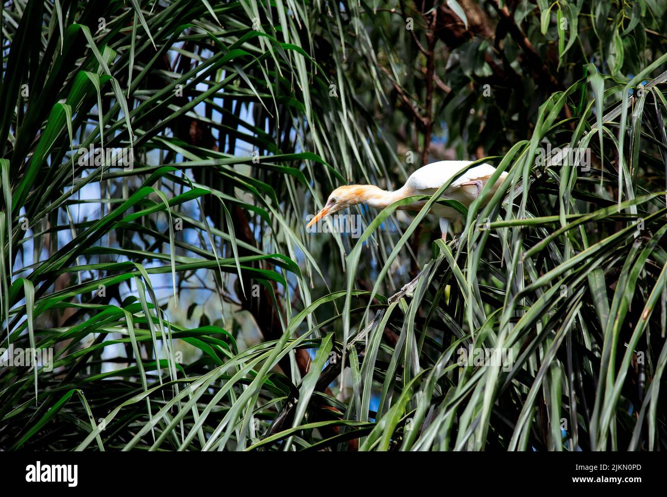 Un allevamento di bestiame (Bubulcus ibis) arroccato su un albero a Sydney, NSW, Australia (foto di Tara Chand Malhotra) Foto Stock