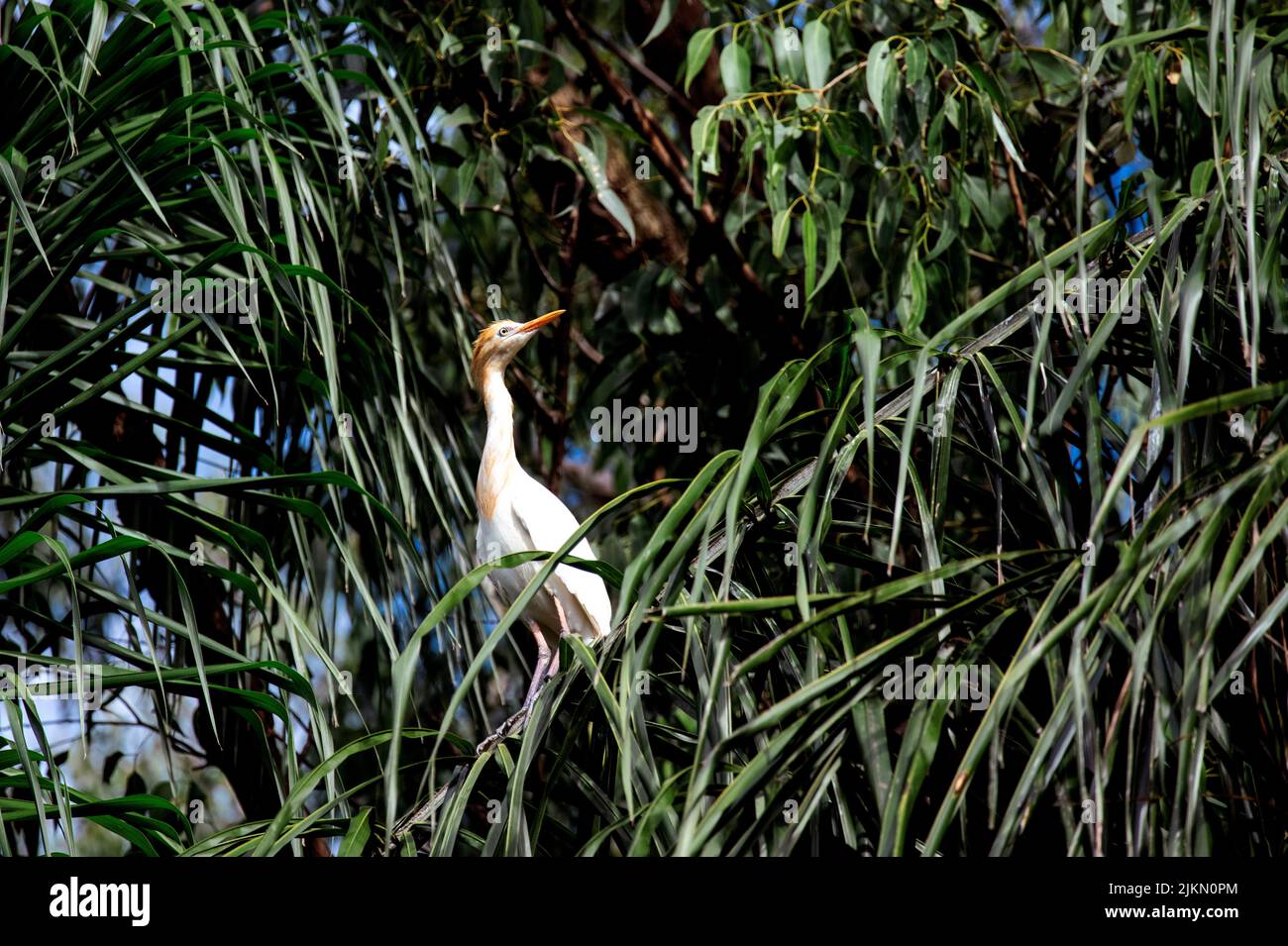 Un allevamento di bestiame (Bubulcus ibis) arroccato su un albero a Sydney, NSW, Australia (foto di Tara Chand Malhotra) Foto Stock