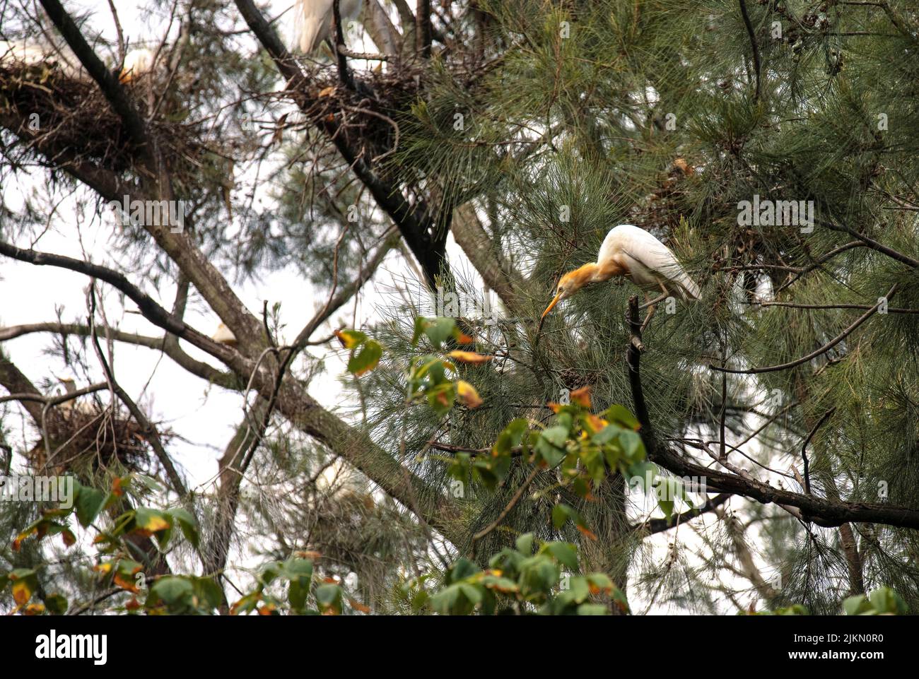 Un allevamento di bestiame (Bubulcus ibis) arroccato su un albero a Sydney, NSW, Australia (foto di Tara Chand Malhotra) Foto Stock
