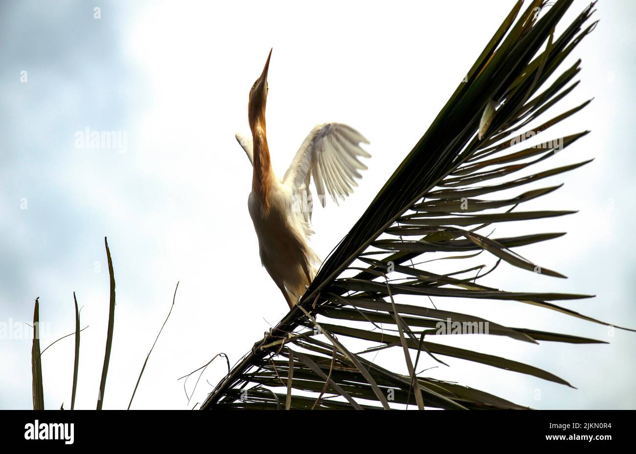 Un allevamento di bestiame (Bubulcus ibis) arroccato su un albero a Sydney, NSW, Australia (foto di Tara Chand Malhotra) Foto Stock