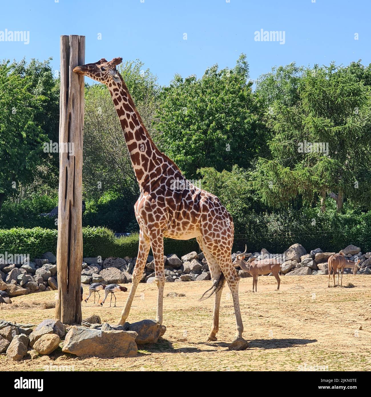 Una giraffa che tocca con la testa un palo di legno Foto Stock