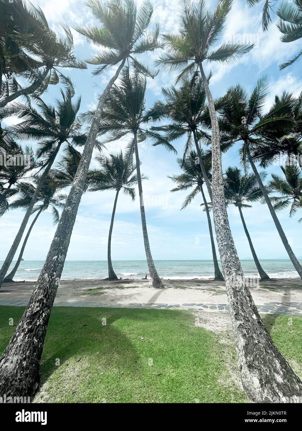 Una foto verticale di palme a Palm Cove a Cairns, Tropical North Queensland Foto Stock