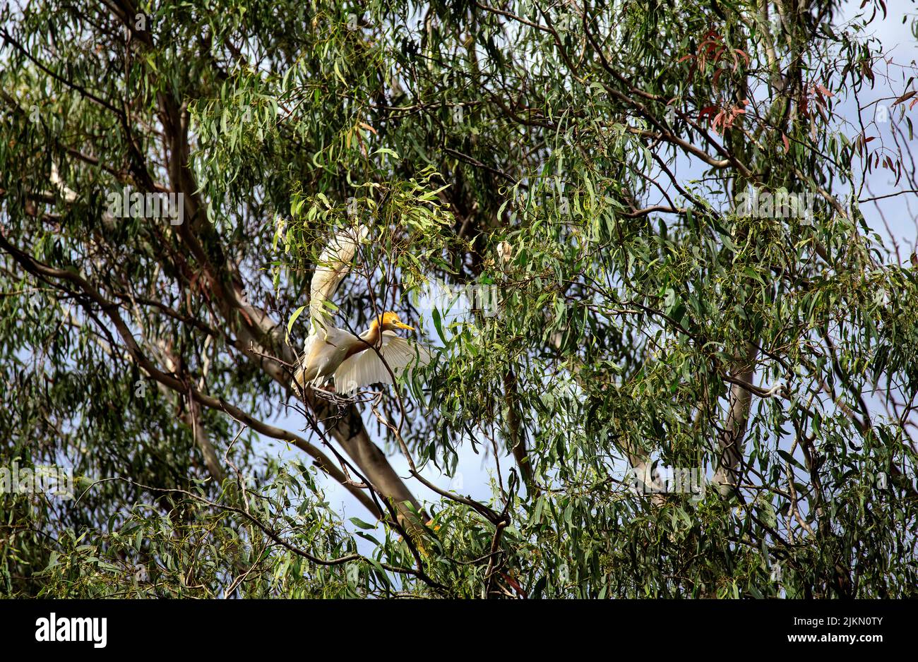 Un allevamento di bovini (Bubulcus ibis) che si aggirano su un albero a Sydney, NSW, Australia (foto di Tara Chand Malhotra) Foto Stock