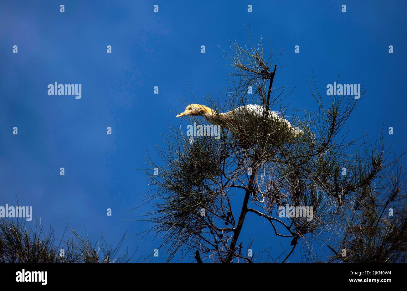 Un allevamento di bestiame (Bubulcus ibis) arroccato su un albero a Sydney, NSW, Australia (foto di Tara Chand Malhotra) Foto Stock
