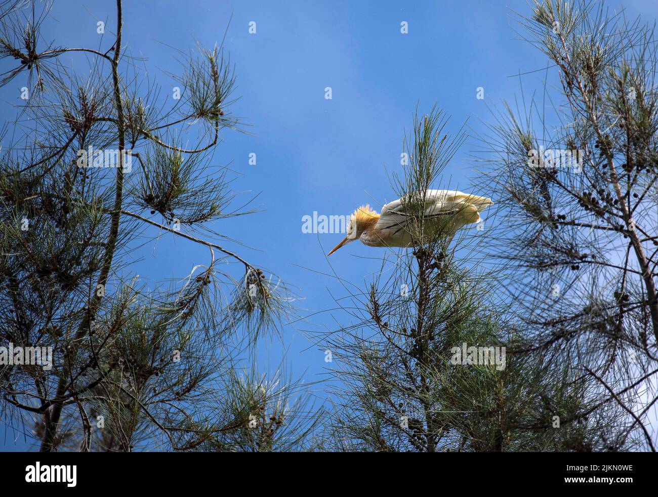 Un allevamento di bestiame (Bubulcus ibis) arroccato sul ramo di un albero a Sydney, NSW, Australia (foto di Tara Chand Malhotra) Foto Stock