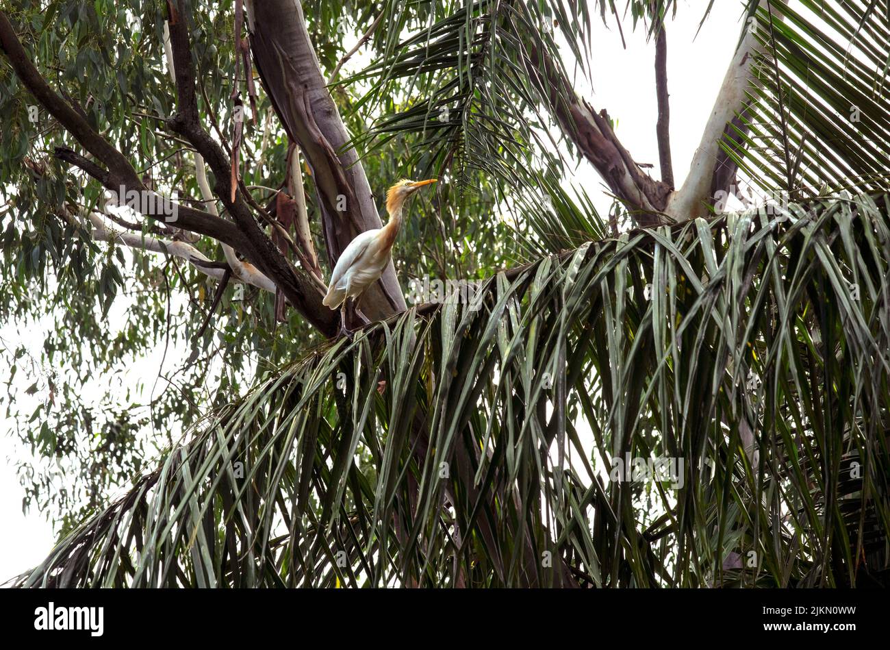 Un allevamento di bestiame (Bubulcus ibis) arroccato sul ramo di un albero a Sydney, NSW, Australia (foto di Tara Chand Malhotra) Foto Stock