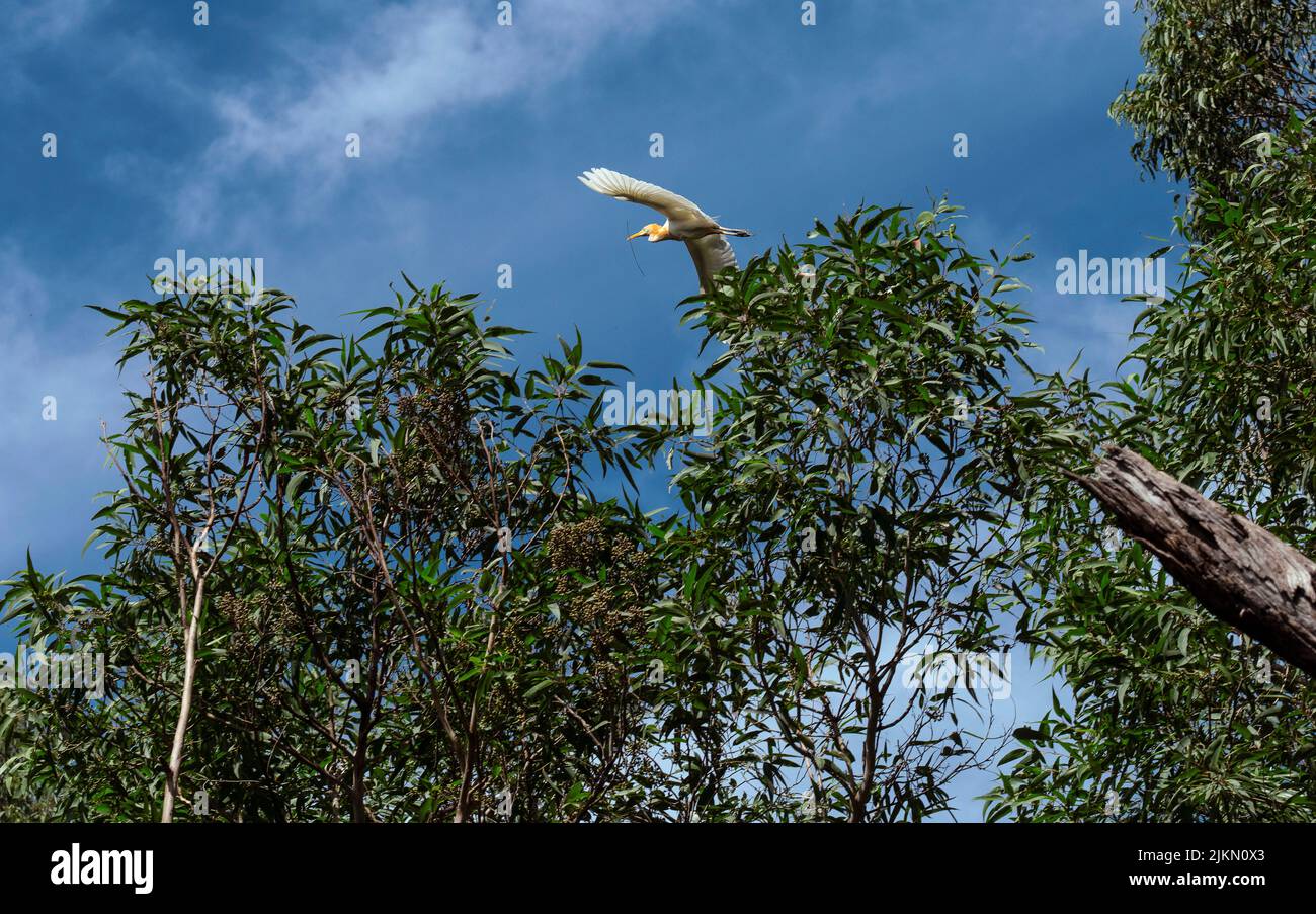 Un allevamento di bestiame (Bubulcus ibis) che raccoglie materiale di nidificazione a Sydney, NSW, Australia (foto di Tara Chand Malhotra) Foto Stock