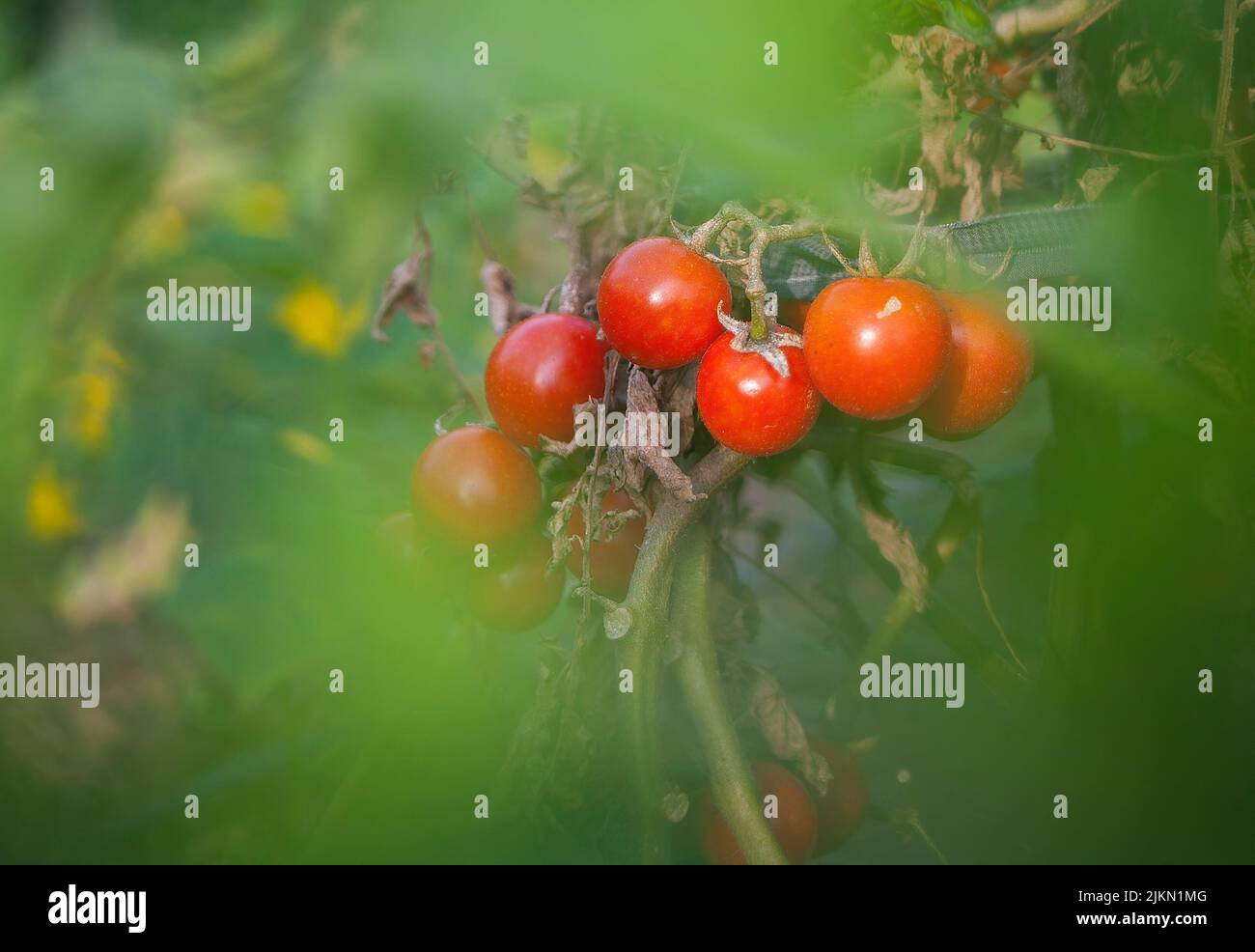 Un fuoco selettivo sui pomodori piccoli attraverso le foglie verdi Foto Stock
